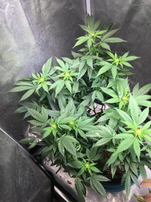 Blue Sunset Sherbet # 2 “Tiger Balm”. Week 3