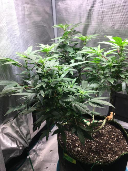 Blue Sunset Sherbet # 2 “Tiger Balm”. Week 3