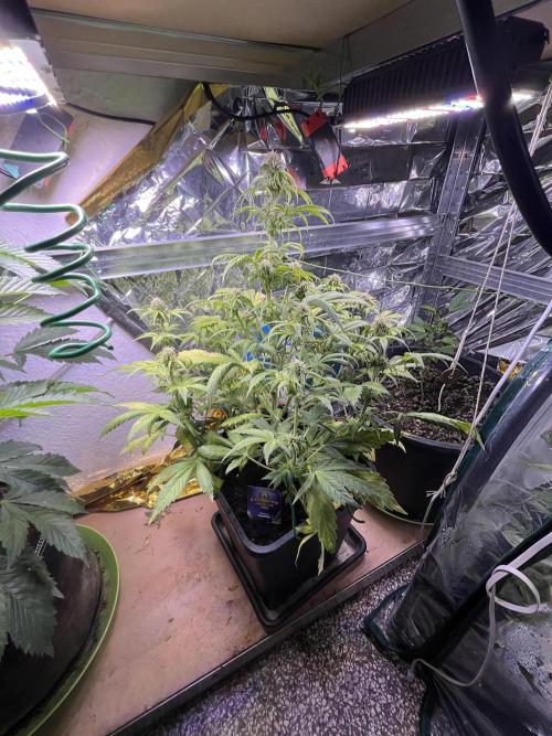 Sticky Broccoli Auto - Eternity Grow Cup. Week 13