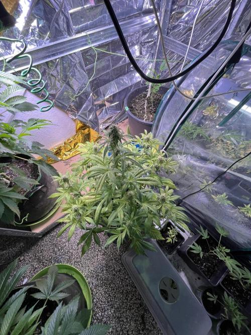 Sticky Broccoli Auto - Eternity Grow Cup. Week 13