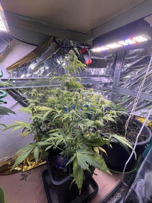 Sticky Broccoli Auto - Eternity Grow Cup. Week 13