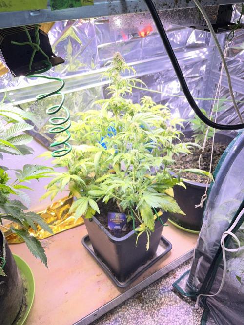 Sticky Broccoli Auto - Eternity Grow Cup. Week 13