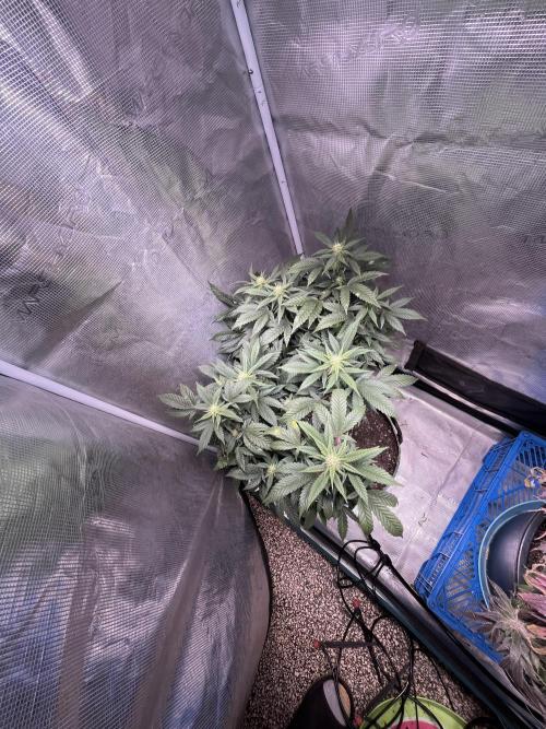 Blue Sunset Sherbet # 2 “Tiger Balm”. Week 4