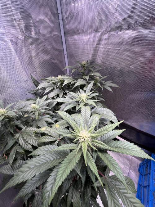 Blue Sunset Sherbet # 2 “Tiger Balm”. Week 4
