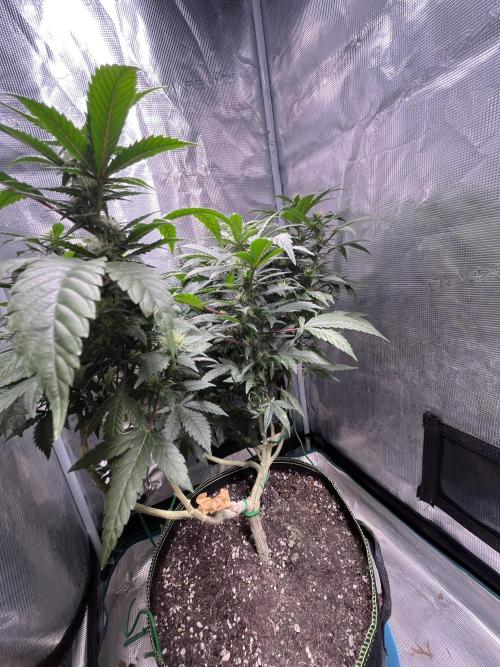Blue Sunset Sherbet # 2 “Tiger Balm”. Week 4