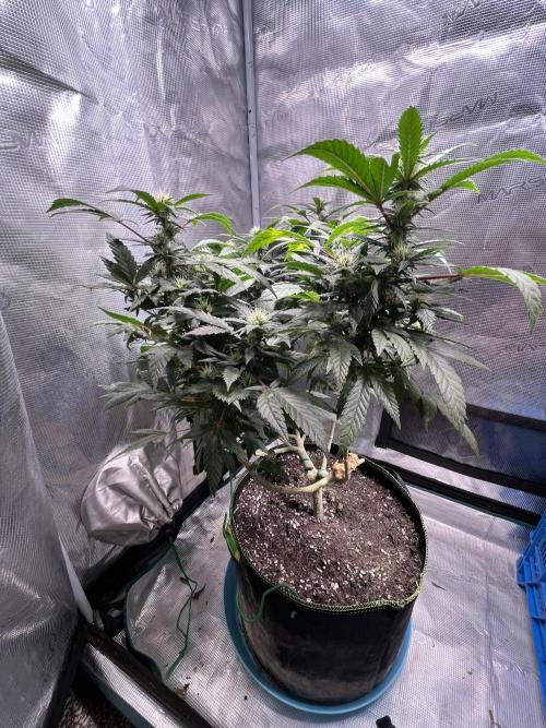 Blue Sunset Sherbet # 2 “Tiger Balm”. Week 4
