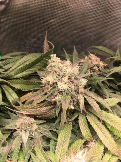 Ayahuasca Purple. Week 11