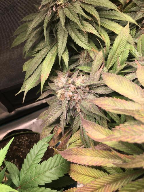 Ayahuasca Purple. Week 11