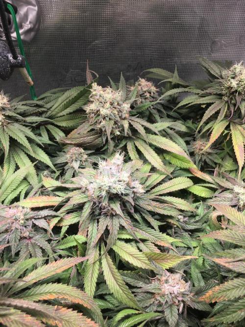 Ayahuasca Purple. Week 11