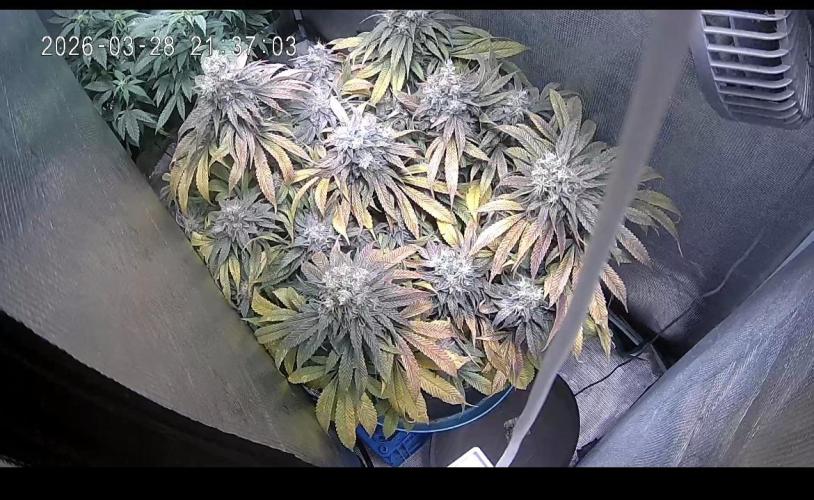 Ayahuasca Purple. Week 11