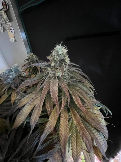 Ayahuasca Purple. Week 11