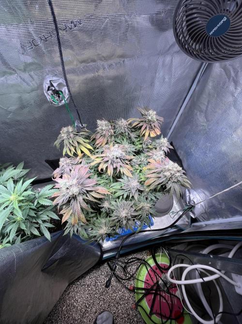 Ayahuasca Purple. Week 11