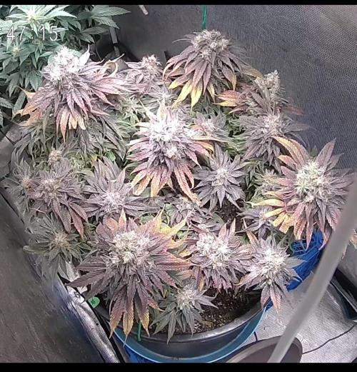 Ayahuasca Purple. Week 11