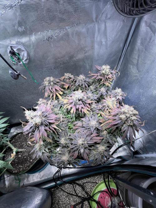 Ayahuasca Purple. Week 11