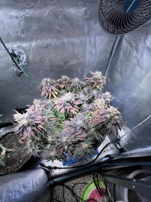 Ayahuasca Purple. Week 11