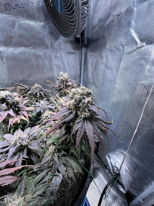 Ayahuasca Purple. Week 11