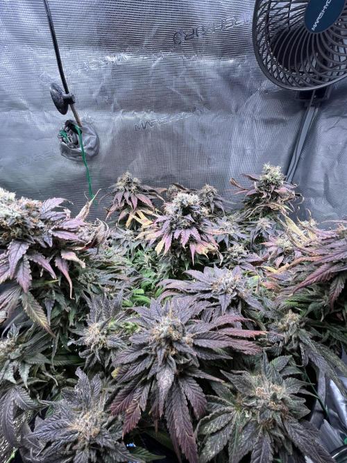 Ayahuasca Purple. Week 11