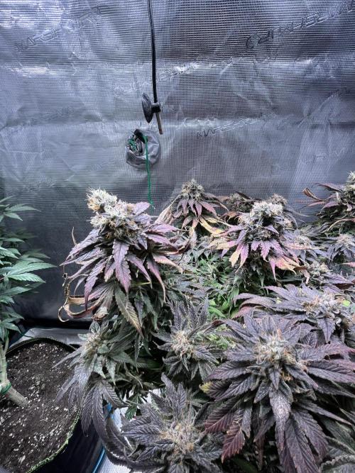Ayahuasca Purple. Week 11