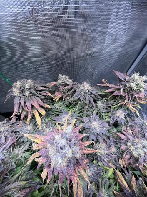 Ayahuasca Purple. Week 11