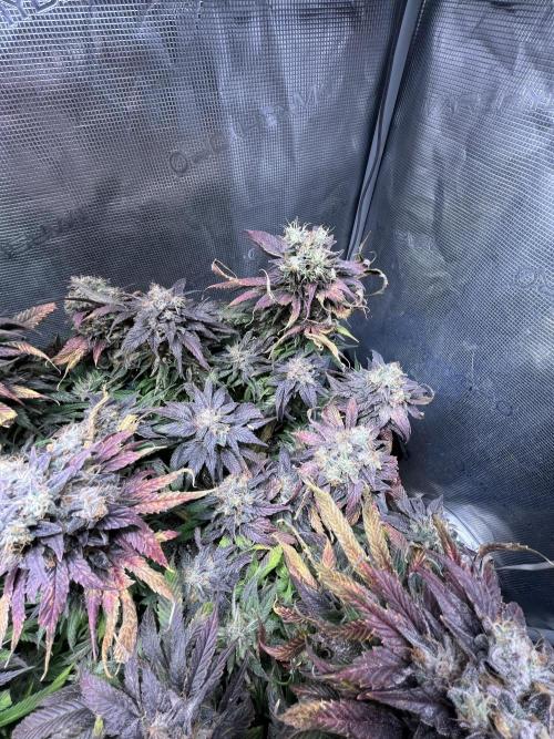 Ayahuasca Purple. Week 11