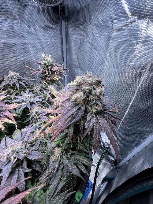 Ayahuasca Purple. Week 11