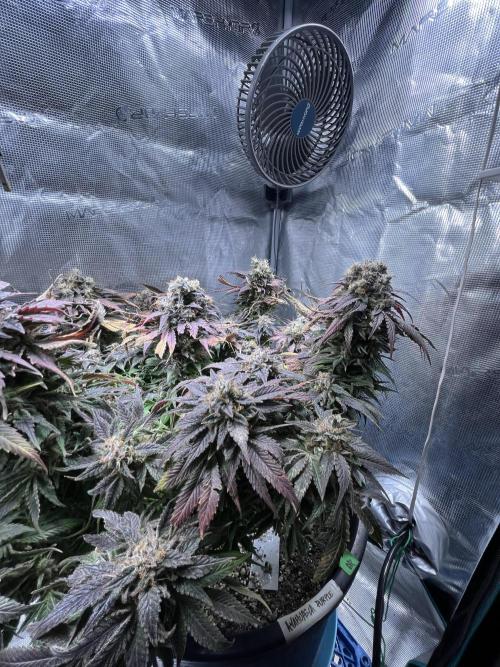 Ayahuasca Purple. Week 11