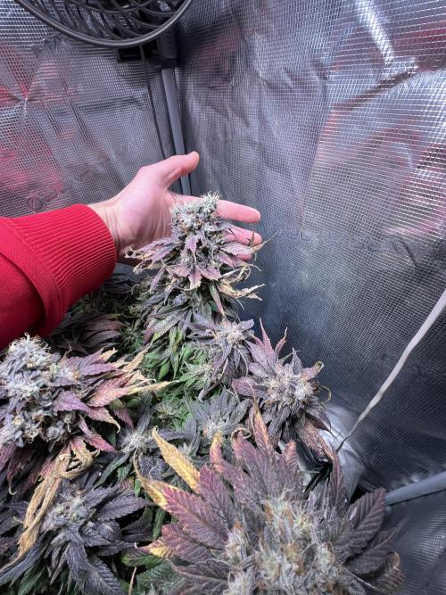 Ayahuasca Purple. Week 11