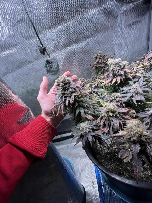 Ayahuasca Purple. Week 11