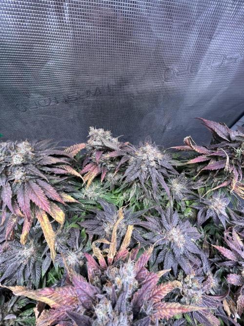 Ayahuasca Purple. Week 11