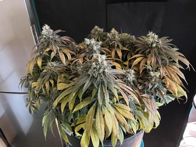 Ayahuasca Purple. Week 11