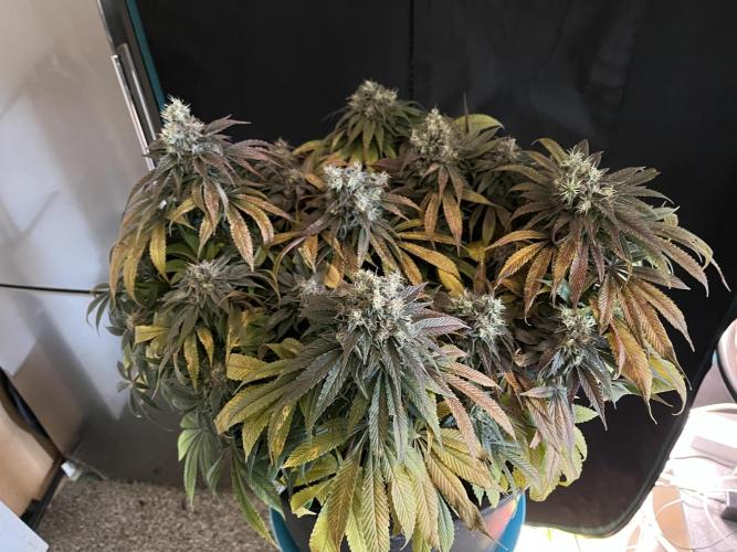 Ayahuasca Purple. Week 11