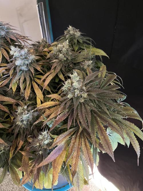 Ayahuasca Purple. Week 11