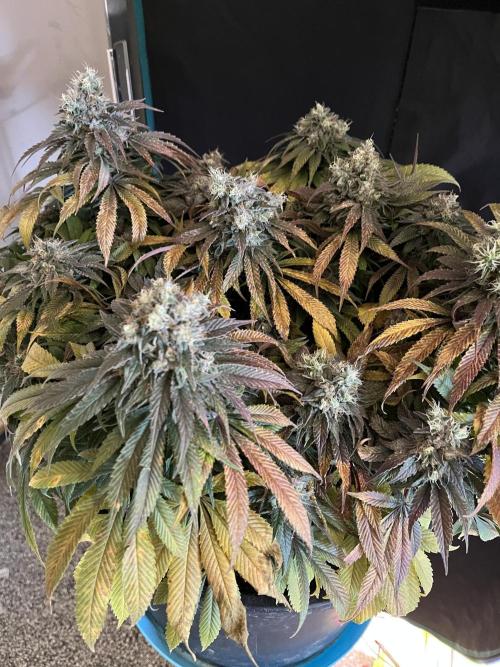Ayahuasca Purple. Week 11
