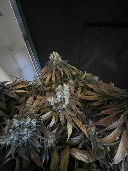 Ayahuasca Purple. Week 11