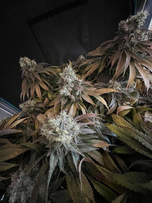 Ayahuasca Purple. Week 11