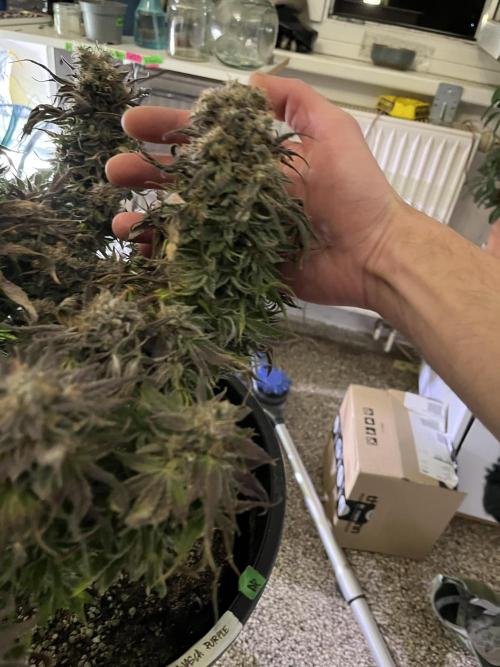 Ayahuasca Purple. Week 12