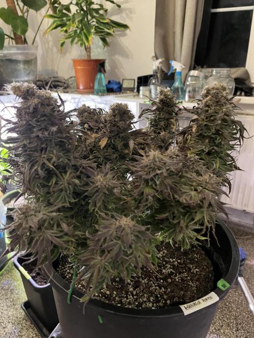 Ayahuasca Purple. Week 12