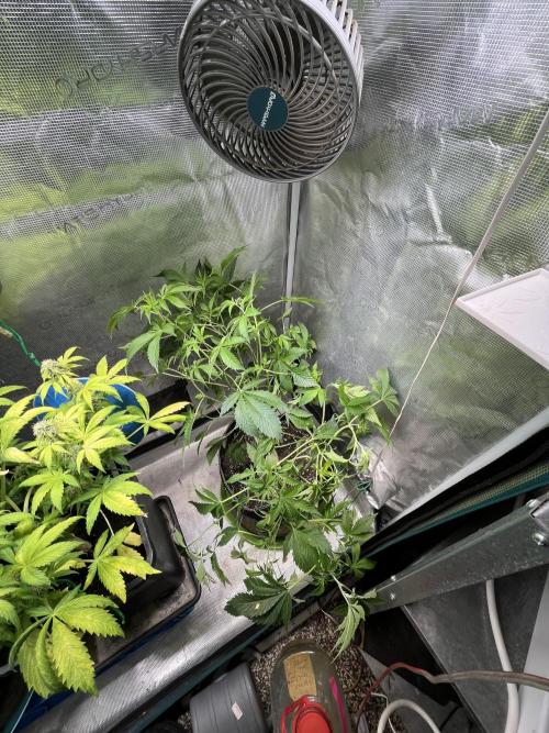 Alien OG - Clone from last year. Week 1
