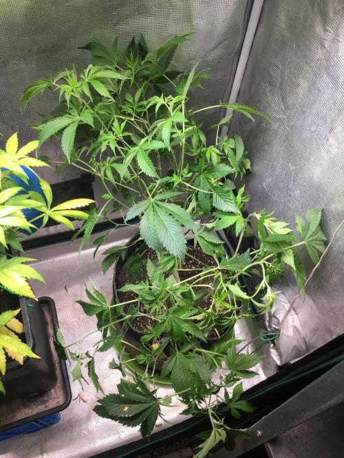 Alien OG - Clone from last year. Week 1