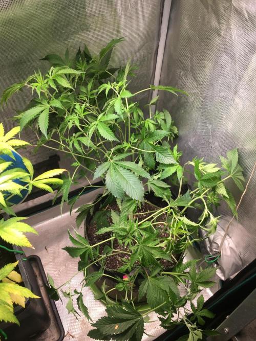 Alien OG - Clone from last year. Week 1