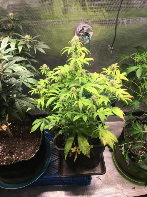 Sticky Broccoli Auto - Eternity Grow Cup. Week 14