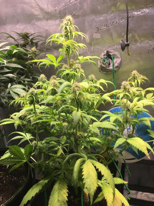 Sticky Broccoli Auto - Eternity Grow Cup. Week 14