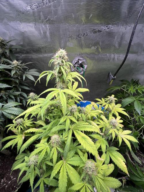 Sticky Broccoli Auto - Eternity Grow Cup. Week 14