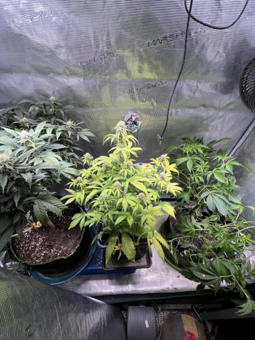 Sticky Broccoli Auto - Eternity Grow Cup. Week 14