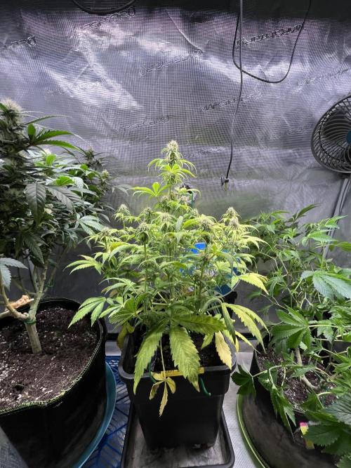 Sticky Broccoli Auto - Eternity Grow Cup. Week 14