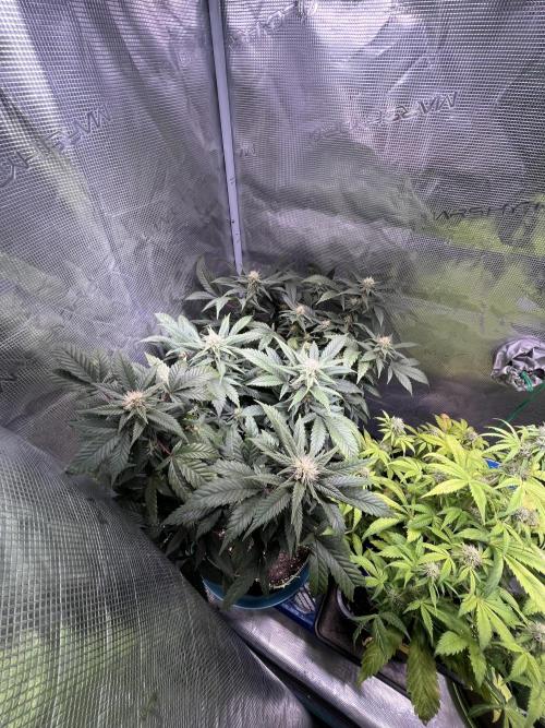 Blue Sunset Sherbet # 2 “Tiger Balm”. Week 5