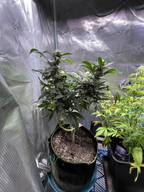Blue Sunset Sherbet # 2 “Tiger Balm”. Week 5