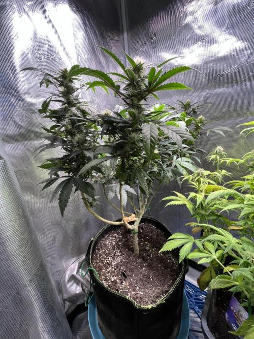 Blue Sunset Sherbet # 2 “Tiger Balm”. Week 5
