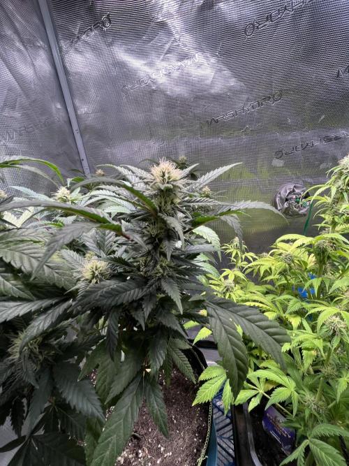 Blue Sunset Sherbet # 2 “Tiger Balm”. Week 5