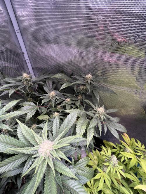 Blue Sunset Sherbet # 2 “Tiger Balm”. Week 5